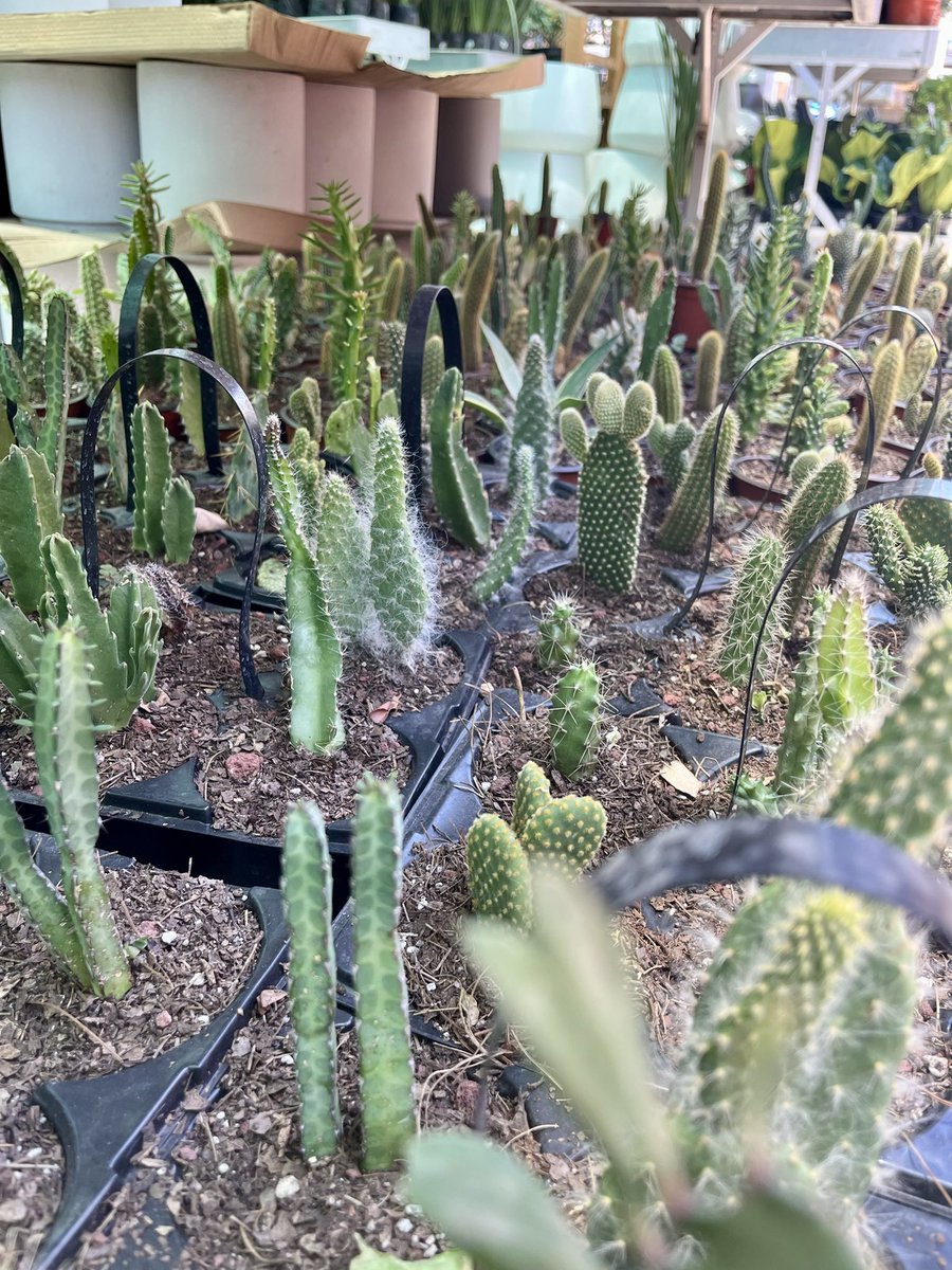#ロスカボス の #HomeDepot で売られていた　#サボテン  さん達。🌵🌵🌵😆😆😆