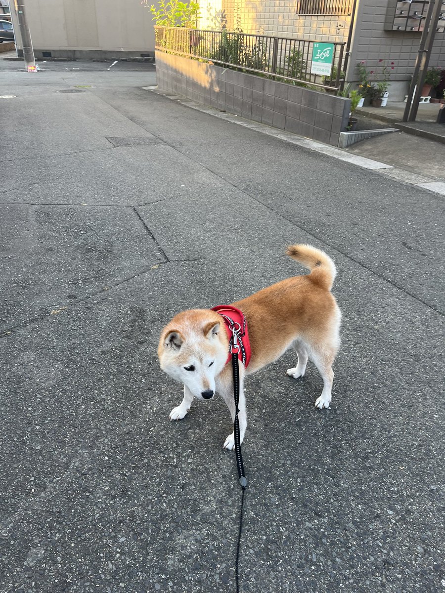 GearSrs's tweet image. おはようございます☀
#キナコ埼玉