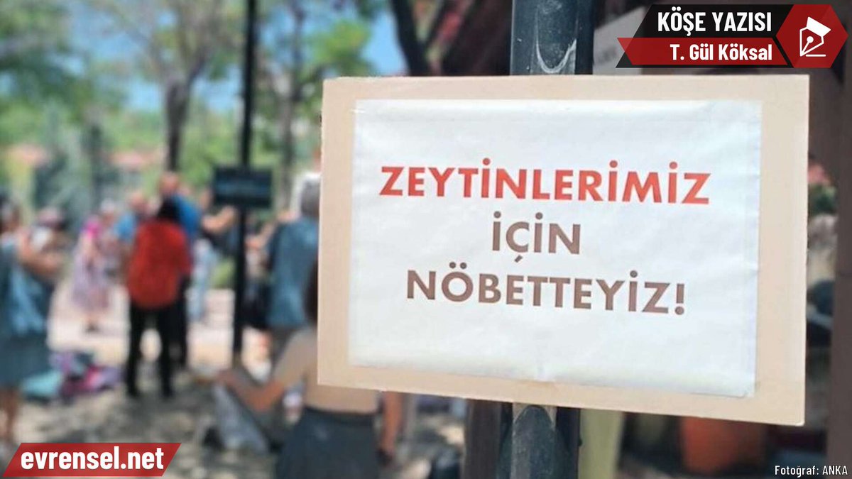 Zeytinlikler kime ait?

✒️ T. Gül Köksal (<a href="/tgulkoksal/">T. Gül Köksal</a>) yazdı

evrensel.net/yazi/97392/zey…