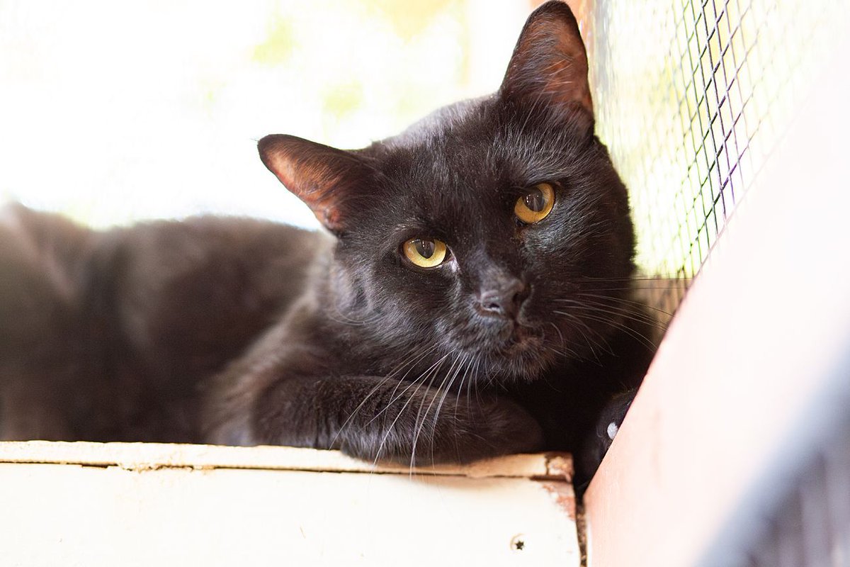 BEST WESTERN is one of the best stories we have this year: the ultra shy, angry boy has settled into a love bug that demands treats and cuddles volunteers. He is a tribute to patience paying off!

Available for adoption  in #Tucson.