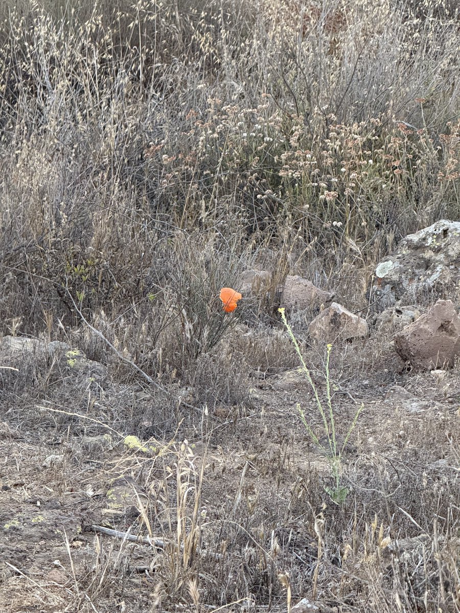 DrCrinks's tweet image. took this picture because I thought it was a single poppy but no... that's an orange peel