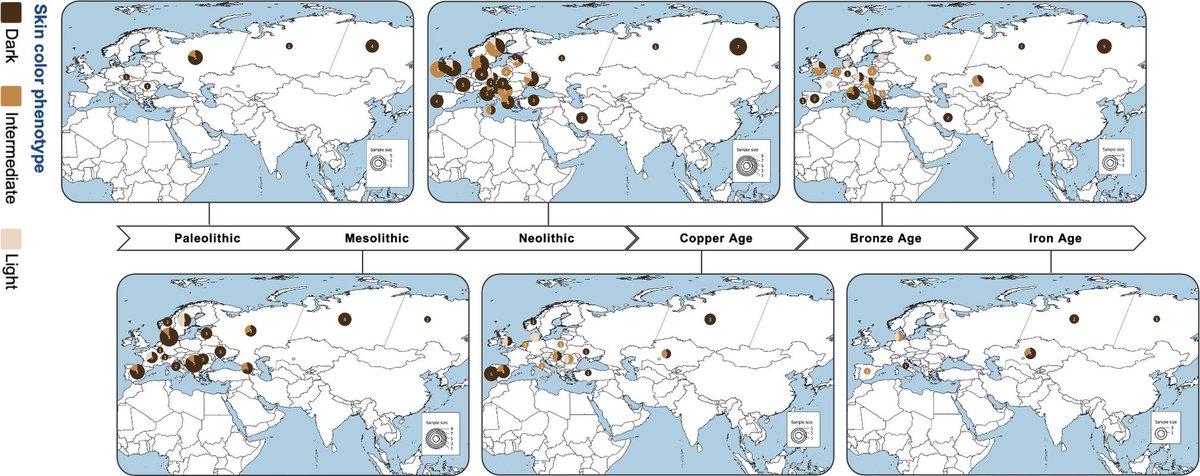 PNASNews's tweet image. Many Europeans had the dark skin and eyes of their African ancestors well into the Bronze and Iron ages, according to estimates of genotype likelihoods for 348 ancient genomes from Eurasia. In PNAS: ow.ly/oU9R50WvoAG
