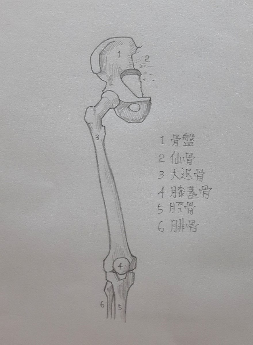 NATSUNOSOH's tweet image. 3年間で神絵師になります（329日目）

骨と筋肉の練習。
