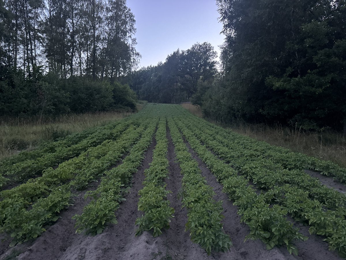 ChangFrick's tweet image. Plockade upp de första små knölarna från mitt lilla potatisland för kvalitetskontroll. De smakade helt enligt förväntan!
Men de behöver växa till sig, så mer regn är välkommet!
