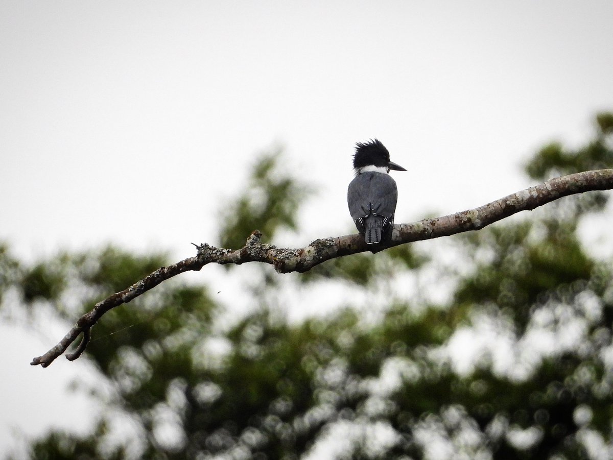 pnwkate's tweet image. A lovely little belted kingfisher above the Fraser river this Friday 25 July 2025 - more video and a blog update soon 🥰❤️🇨🇦 delta BC 🇨🇦

Links for contact, YouTube, blog - I’d love any support - thank you, Kate 🥰 
bio.link/pacificnorthwe…