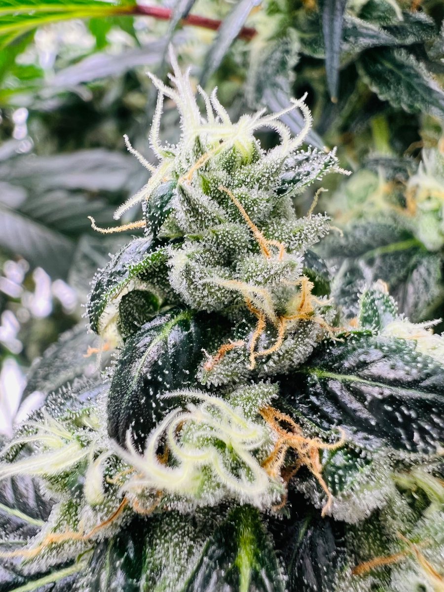 Sour Irene day 54 #pipsweed