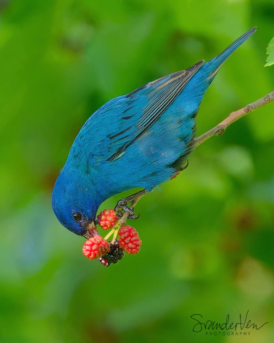 ItakeBirdPics's tweet image. Indigo Bunting
Galveston's Lafitte's Cove in Texas, USA. 04/10/2024 #indigobunting #bunting #birdphotography #naturephotography