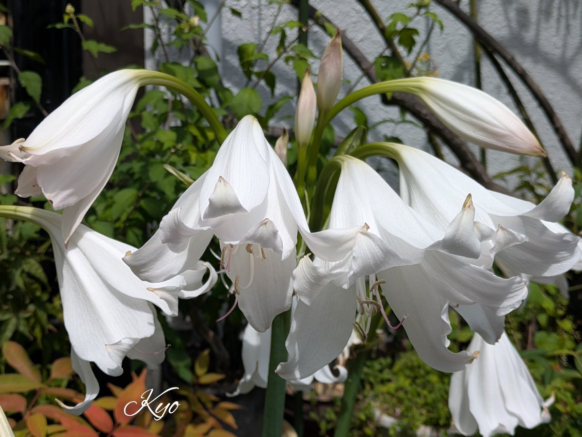 UG8PmSbw1qNnRUI's tweet image. おはようございます😊✨
今日も危険な蒸し暑さが続きます☀🥵
体調管理して楽しい夏休みを
過ごしたいですね(*˘︶˘*).。*♡
笑顔いっぱいの週末に
なりますように❣️🤗⤴
#花写っと #お写ん歩 #文月
#インドハマユウ
#写真の奏でる私の世界