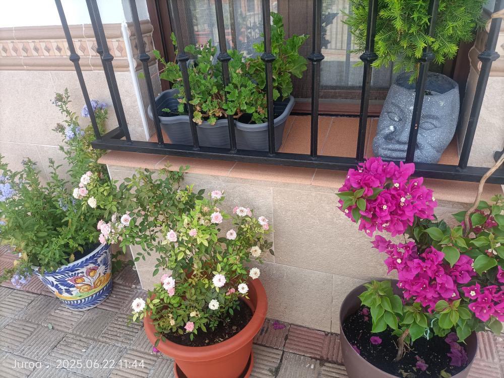 LiosdeVecinos's tweet image. Mientras tanto en Alcalá de Guadaira…