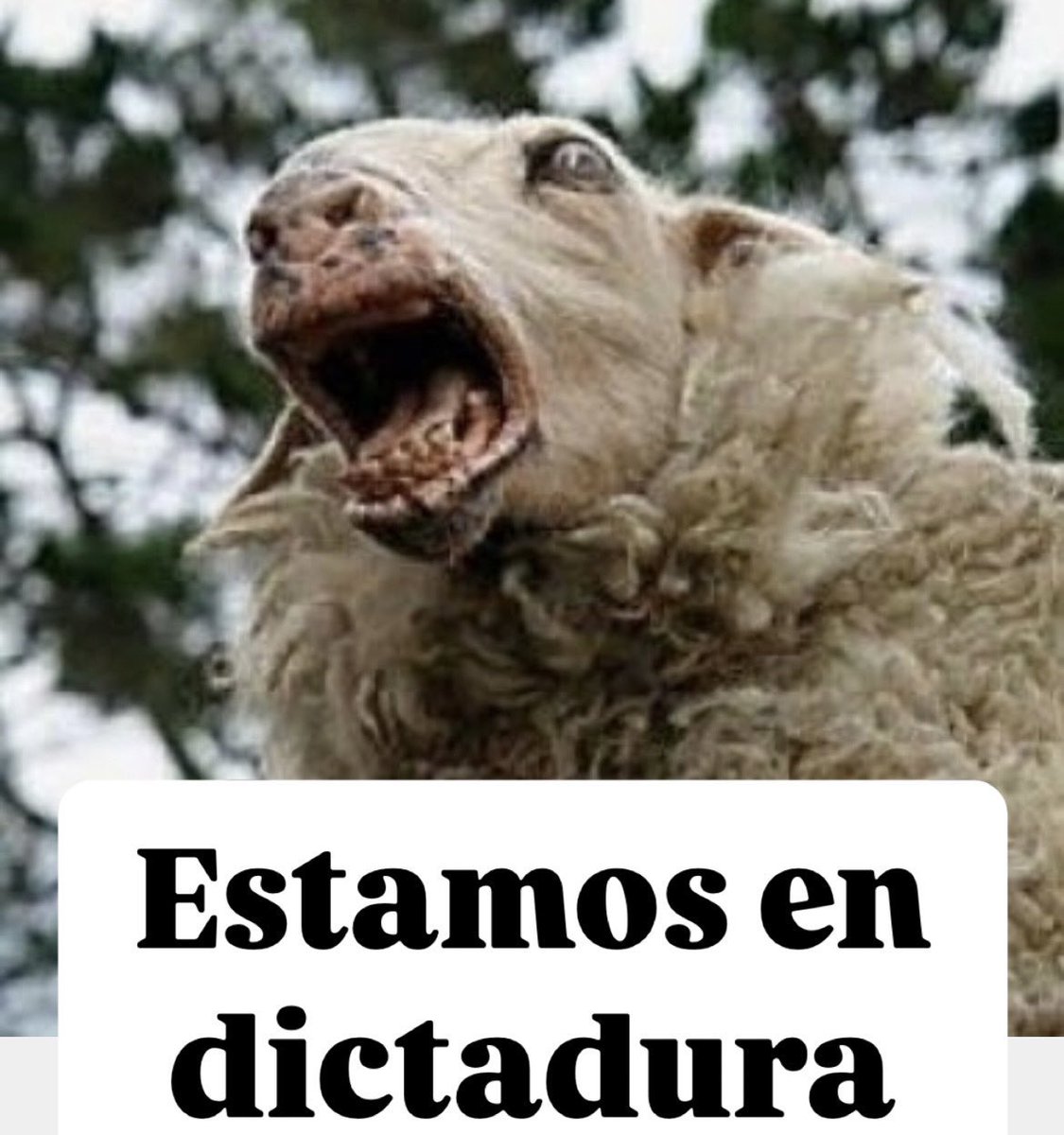 AndresBalon97's tweet photo. @B3toRamirez @AlertaNews24 JAJAJAJAJA borrego! https://t.co/p1lKmJEpvf
