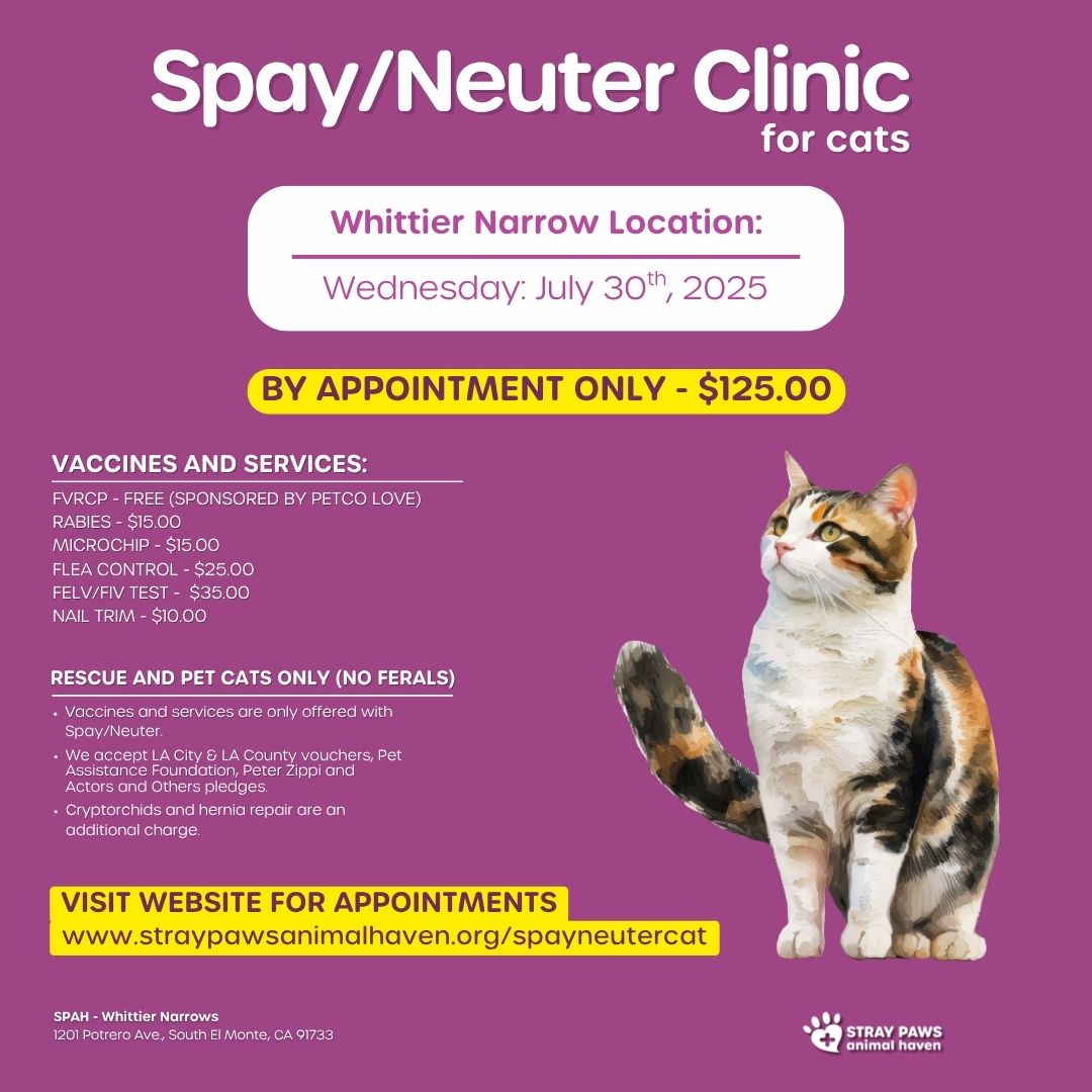 County Spca Spca Cat Neutering Animal Shelter Indyhumane Cats