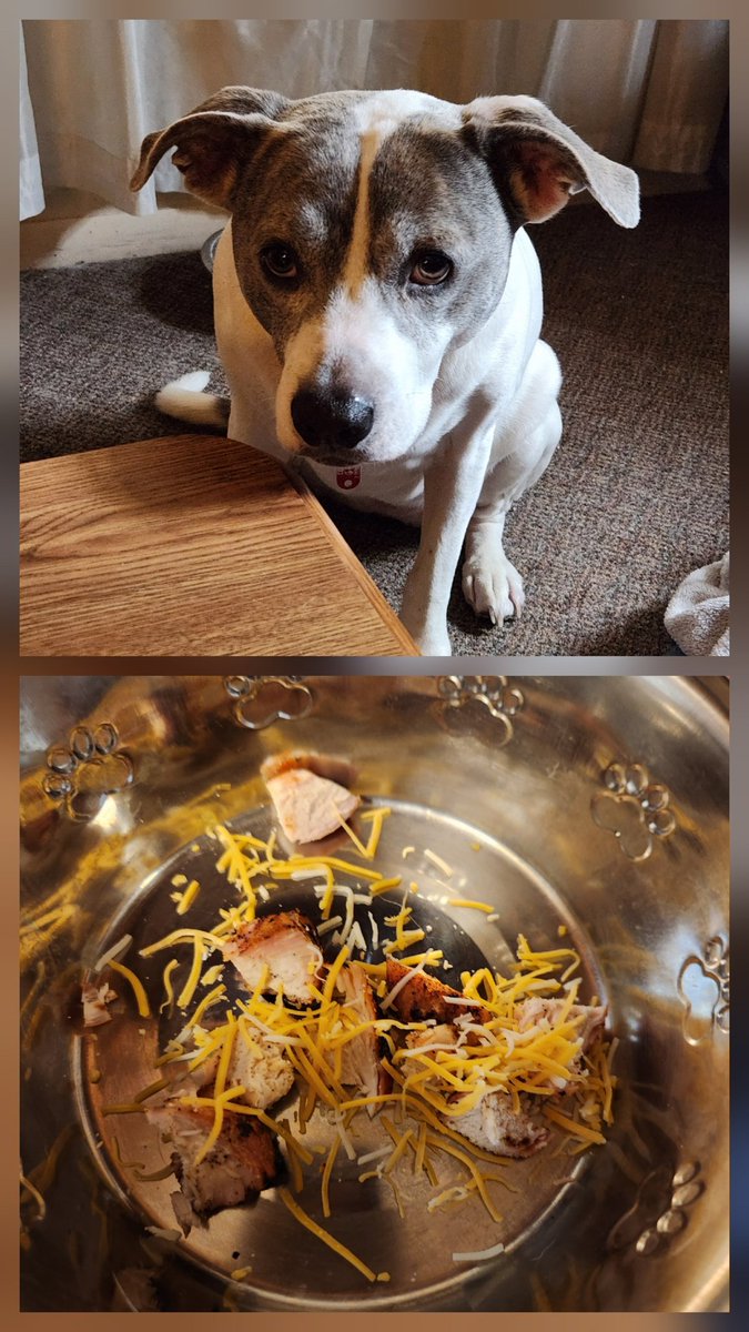 Isley23's tweet image. Scarlet wins again.
Tonight, I made grilled chicken wraps. While I was trying to eat all I saw was a puppy staring at me with the saddest eyes.
So of course she got some chicken with cheese sprinkled on it.
🐕🤣❤️