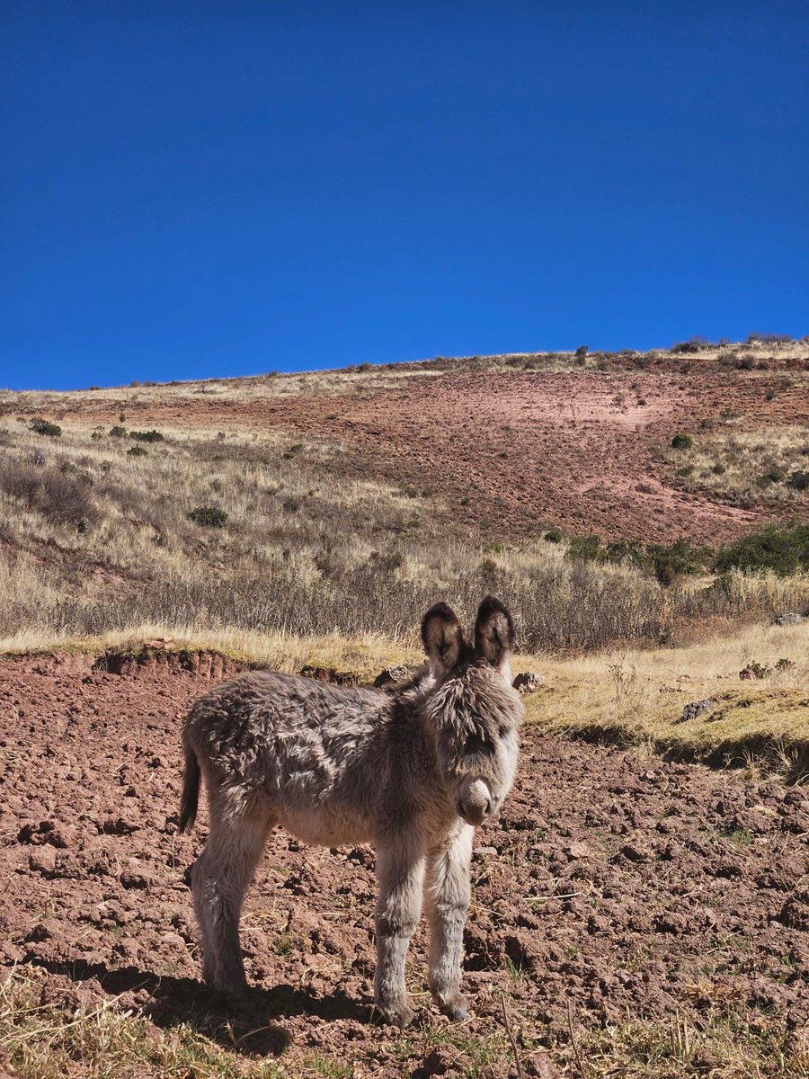 VixMackay tweet media