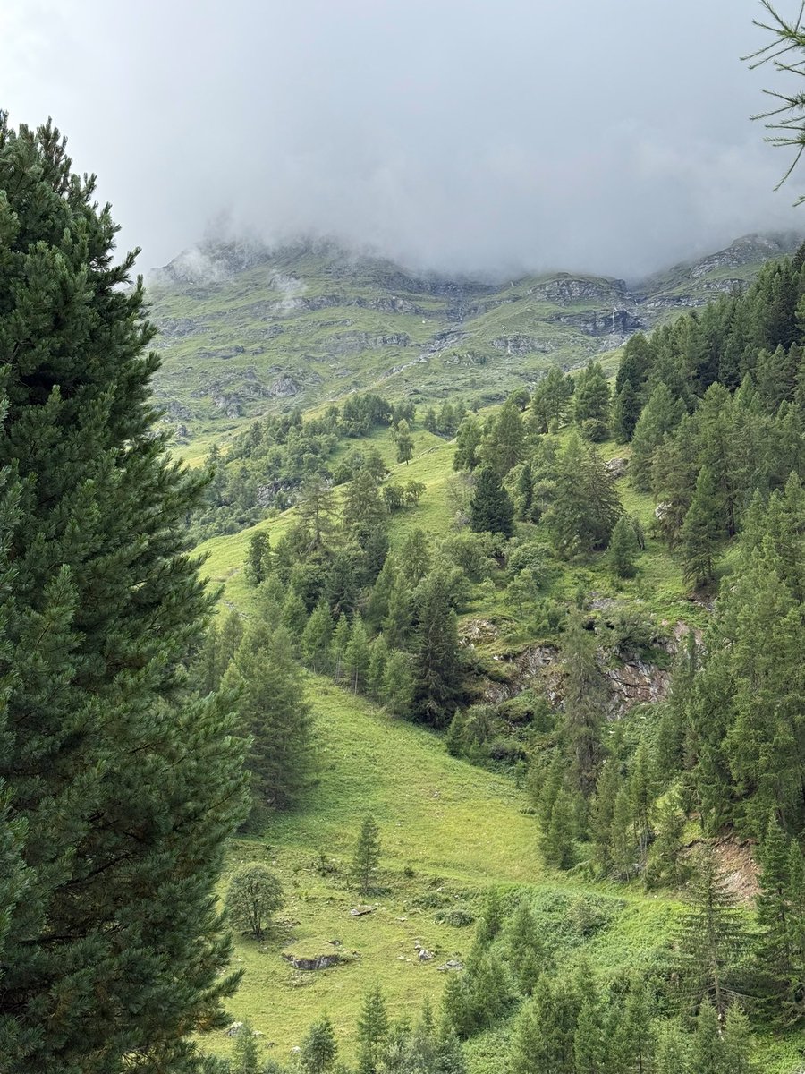 TheSwissPath.com tweet media