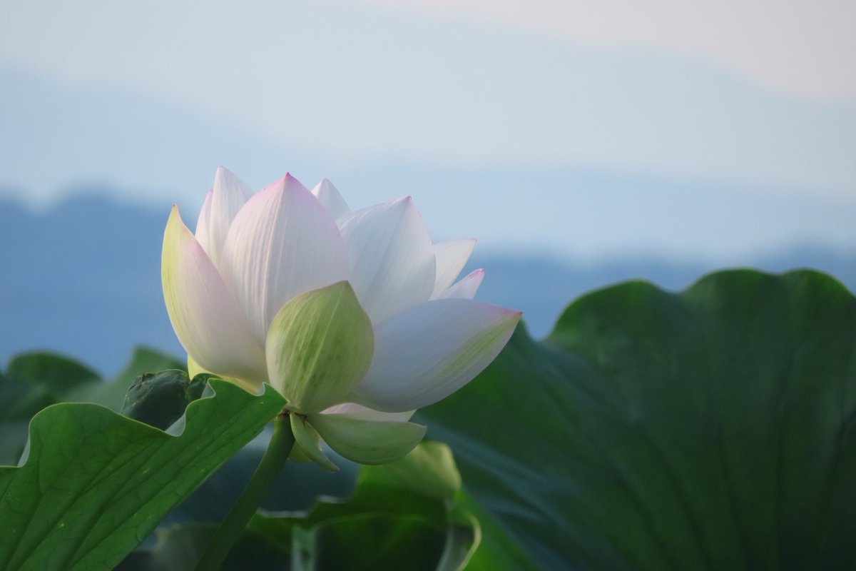 dremifa29's tweet image. おはようございます~🍀
蓮の花が散る時 カサっと音がしてびっくりΣ(⊙⊙)ドキッ
大きな花弁ですものね🥀
蓮畑の近くに住んでる方が 花が咲く時にポン って音がすると言っていました
それも聞いてみたいですね🎶
今日も一日 よろしくお願いします~🎐
#TLを花でいっぱいにしよう
