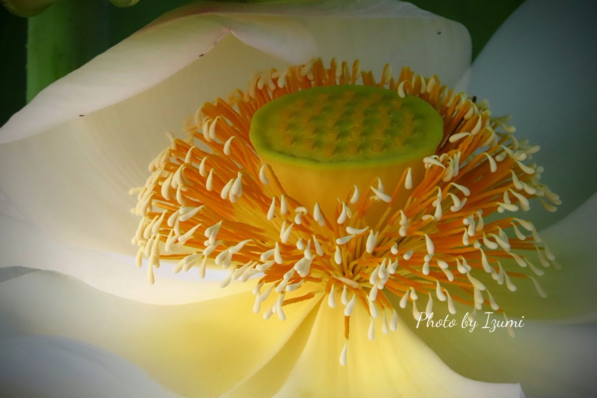 dremifa29's tweet image. おはようございます~🍀
蓮の花が散る時 カサっと音がしてびっくりΣ(⊙⊙)ドキッ
大きな花弁ですものね🥀
蓮畑の近くに住んでる方が 花が咲く時にポン って音がすると言っていました
それも聞いてみたいですね🎶
今日も一日 よろしくお願いします~🎐
#TLを花でいっぱいにしよう