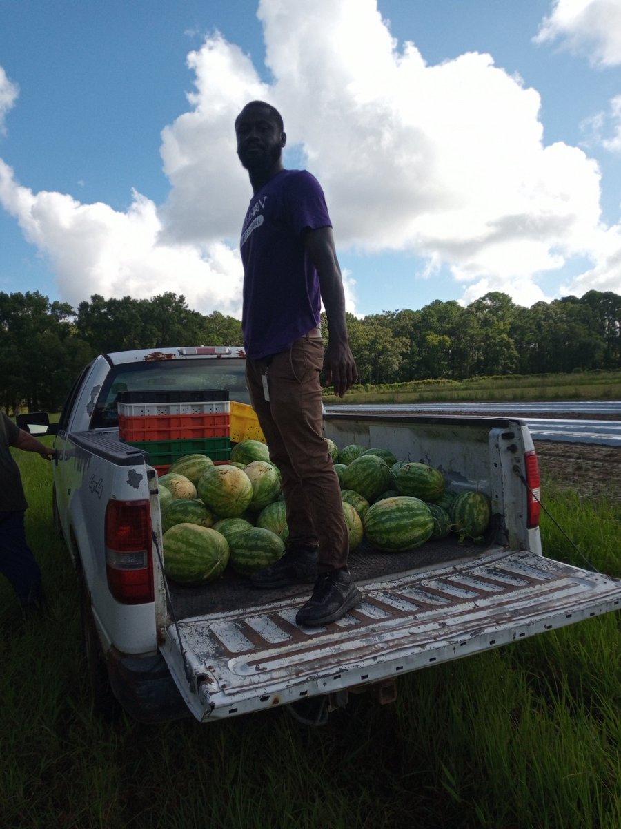 KarinAlbornoz3's tweet image. After another watermelon harvest 🍉, this busy summer doesn&apos;t slow down 🏃🏼‍♂️🕥 Great job by our postharvest team. Compliments to the farmer 👨🏼‍🌾, PhD student @OfficialEbenQ @ClemsonCAFLS