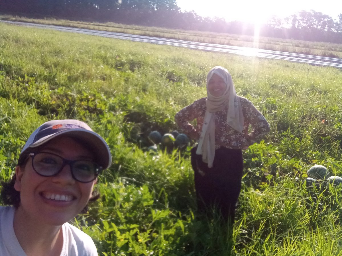 KarinAlbornoz3's tweet image. After another watermelon harvest 🍉, this busy summer doesn&apos;t slow down 🏃🏼‍♂️🕥 Great job by our postharvest team. Compliments to the farmer 👨🏼‍🌾, PhD student @OfficialEbenQ @ClemsonCAFLS