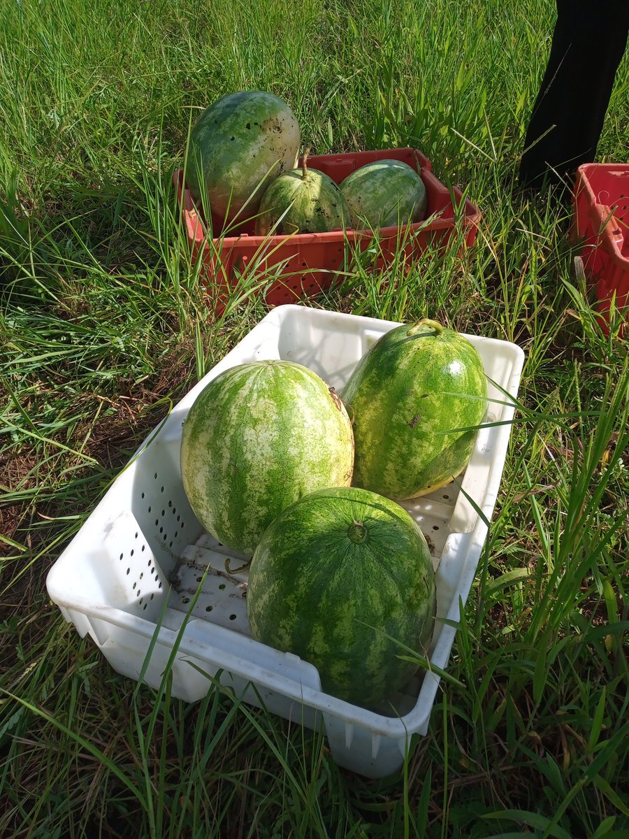 KarinAlbornoz3's tweet image. After another watermelon harvest 🍉, this busy summer doesn&apos;t slow down 🏃🏼‍♂️🕥 Great job by our postharvest team. Compliments to the farmer 👨🏼‍🌾, PhD student @OfficialEbenQ @ClemsonCAFLS