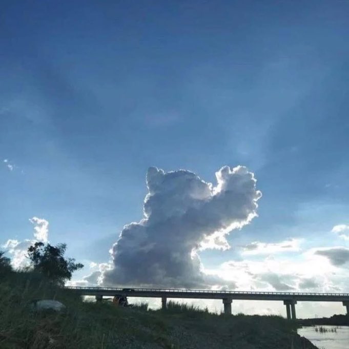 AnimalUnite's tweet image. Look, an angel cat holding the sun!