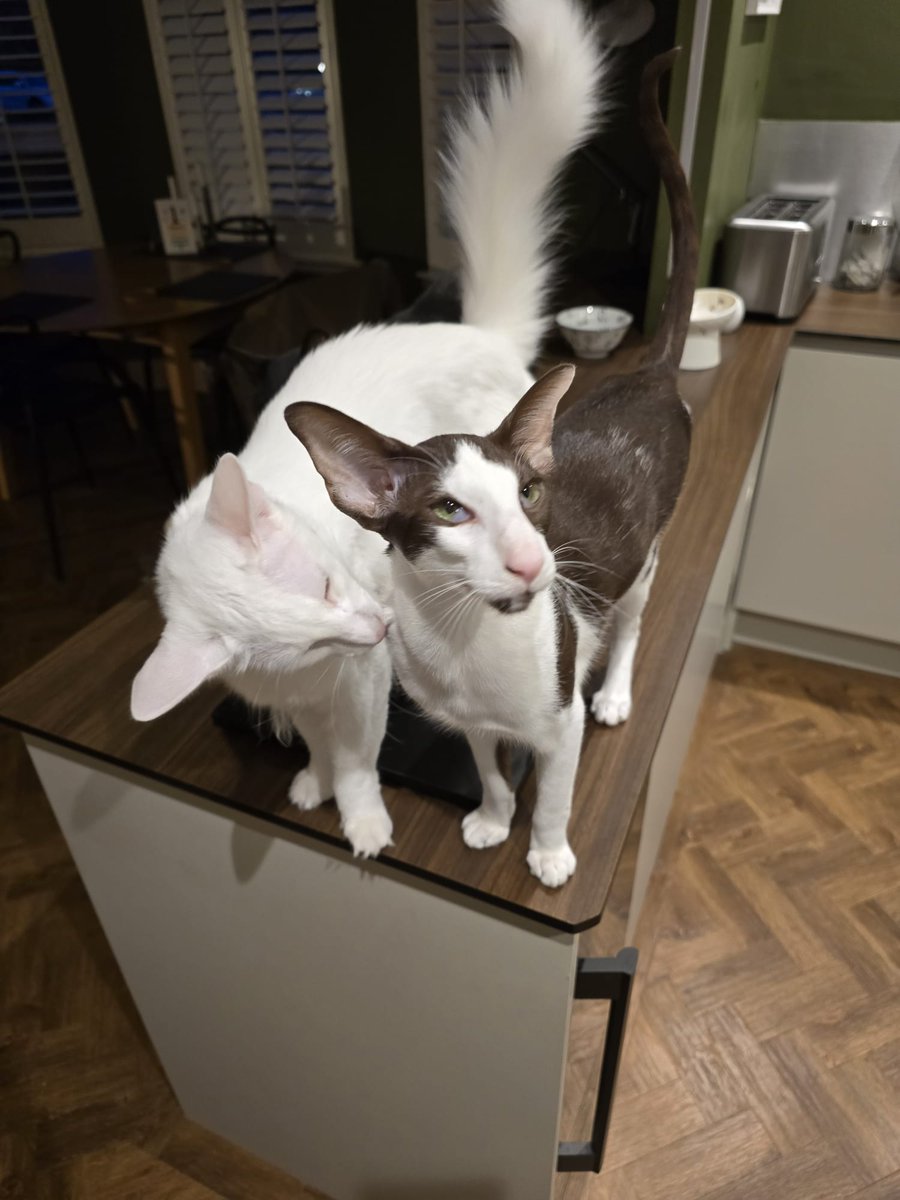 johnstf's tweet image. Matteo says there must still be prawns left from yesterday.  Chop chop, dad, serve them up please. 🦐 #CatsOfTwitter #meezer