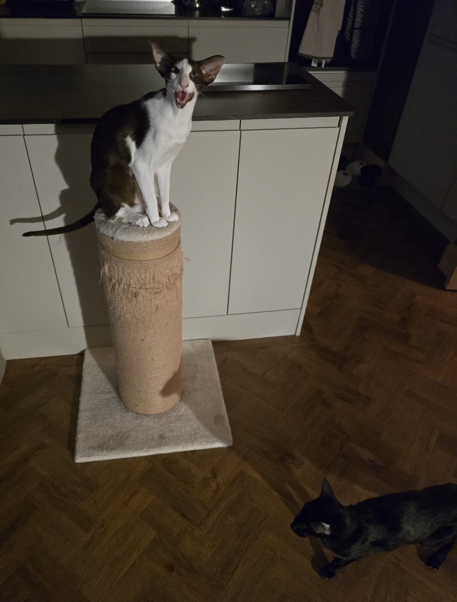 johnstf's tweet image. Dad, where have you been? My tummy is rumbling. Lorcán 😾 #CatsOfTwitter #meezer