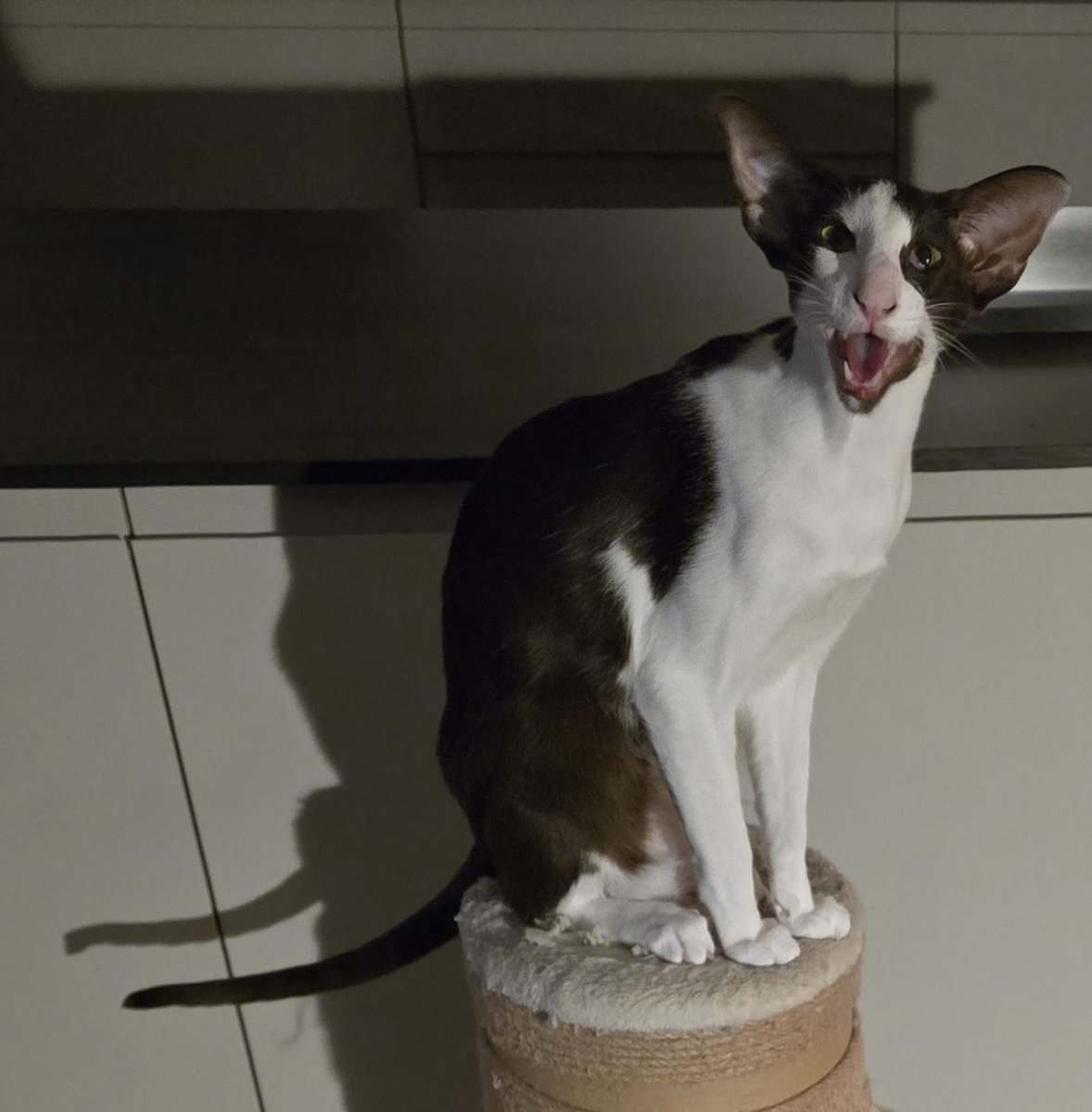 johnstf's tweet image. Dad, where have you been? My tummy is rumbling. Lorcán 😾 #CatsOfTwitter #meezer