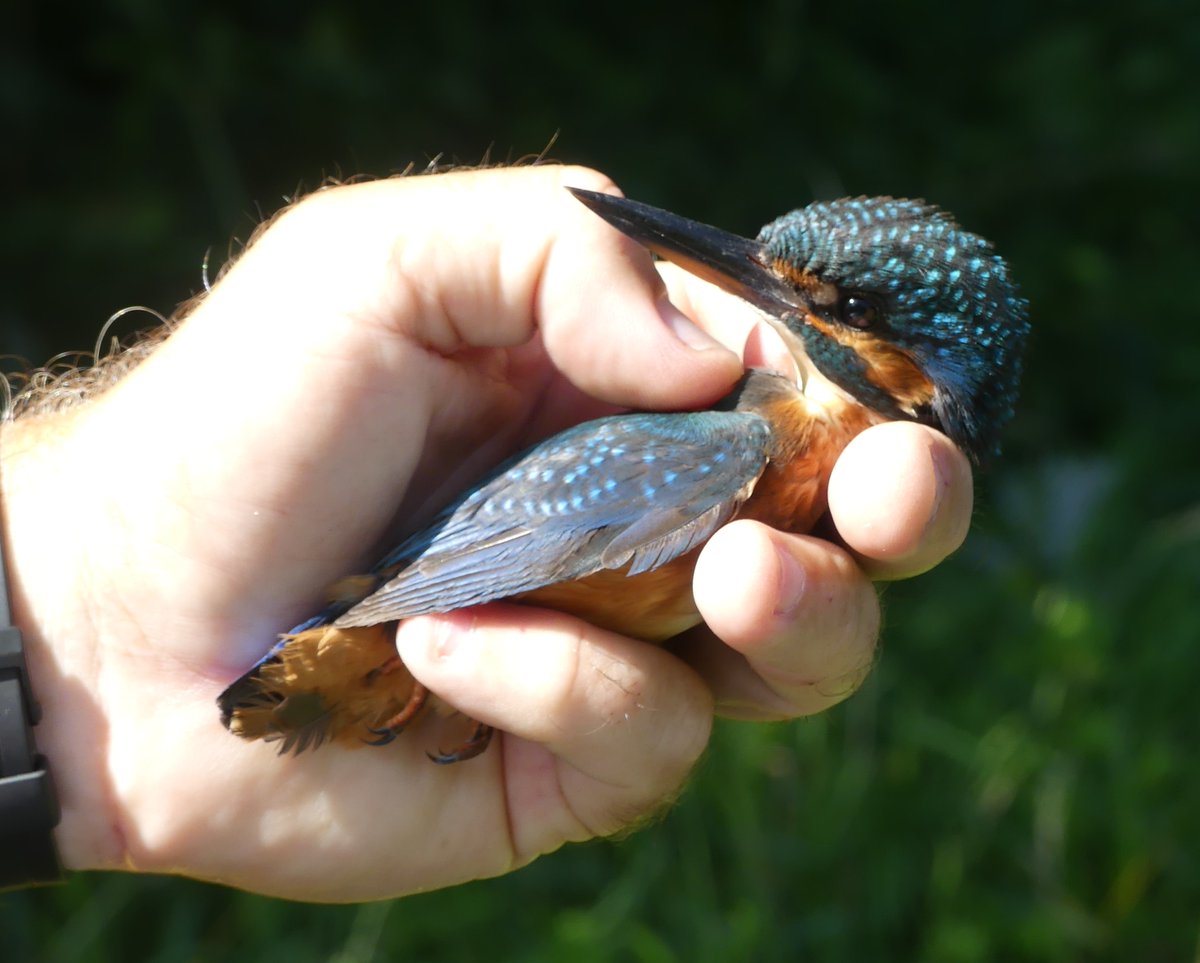 BirdIceni's tweet image. Monitoring Ingoldisthorpe todays resulted in 37 birds, which included:
1 Kingfisher
1 Cetti's Warbler - juvenile
14 Reed warbler
3 Sedge Warbler
6 Blackcap
5 Chiffchaff
@_BTO @N_Rivers_Trust @northnorfolk_cg