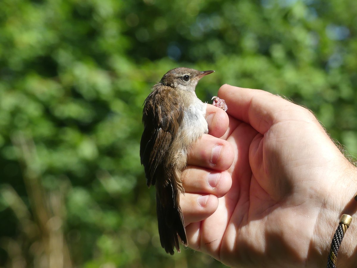 BirdIceni's tweet image. Monitoring Ingoldisthorpe todays resulted in 37 birds, which included:
1 Kingfisher
1 Cetti's Warbler - juvenile
14 Reed warbler
3 Sedge Warbler
6 Blackcap
5 Chiffchaff
@_BTO @N_Rivers_Trust @northnorfolk_cg