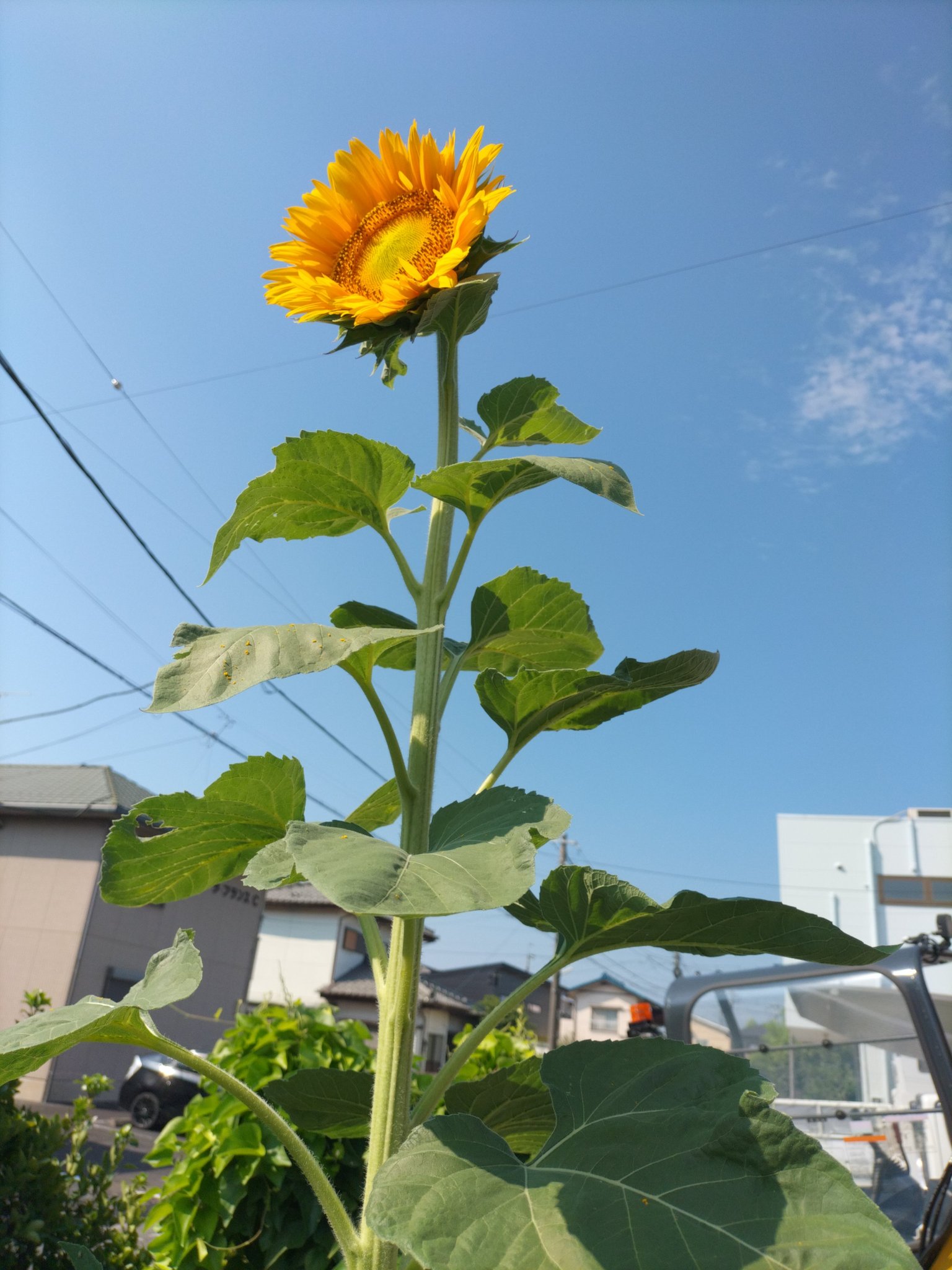 ひまわり様♡ ひまわり🌻 on X: 