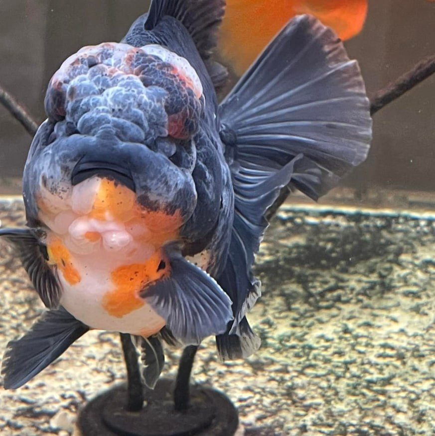 Daanisiko98's tweet photo. Like a goldfish, occasionally forget your troubles and float gracefully in your own world @goldfish @life @Leisuretime @watertank https://t.co/DyXIjKHJC5