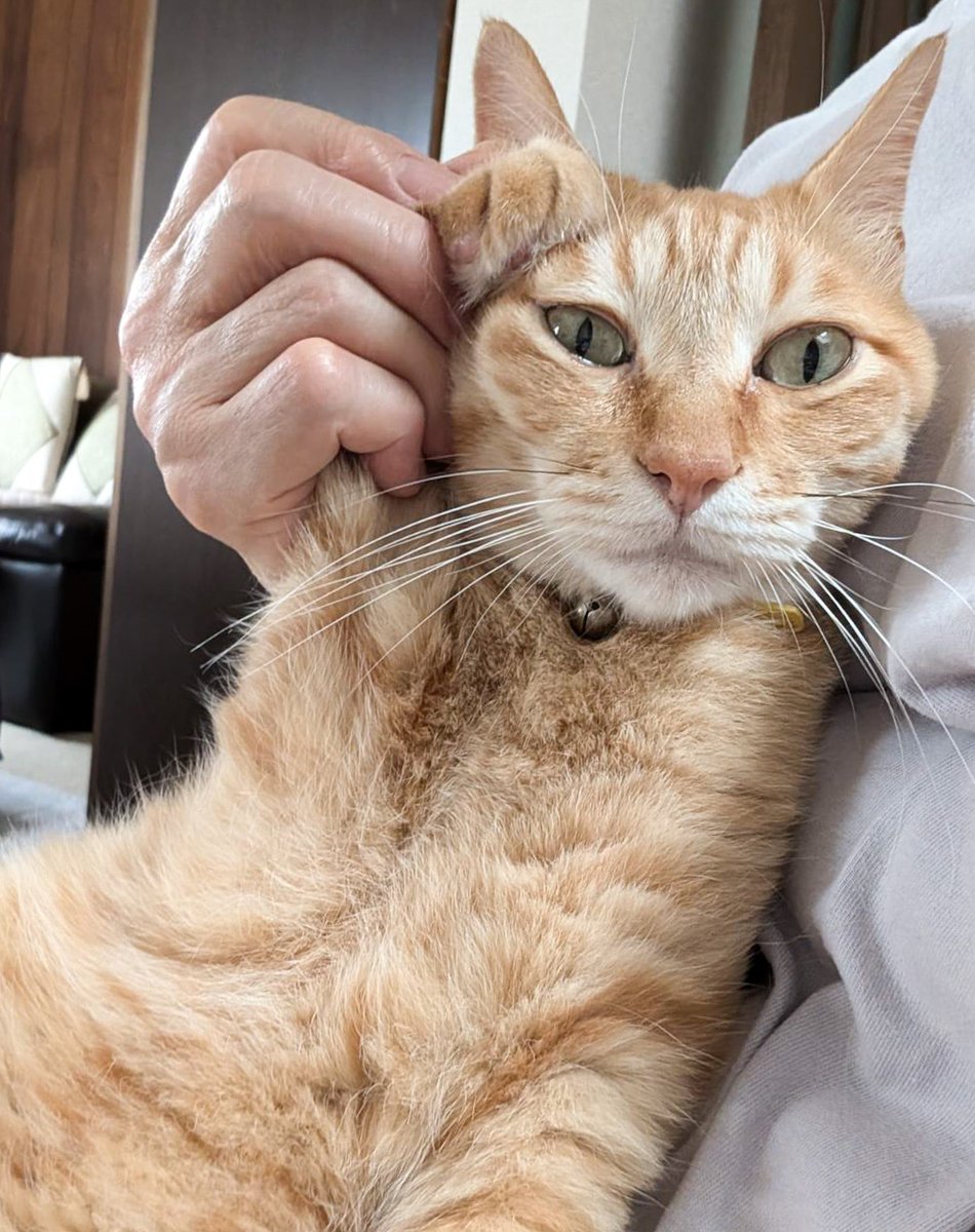 purinlala's tweet image. 敬礼