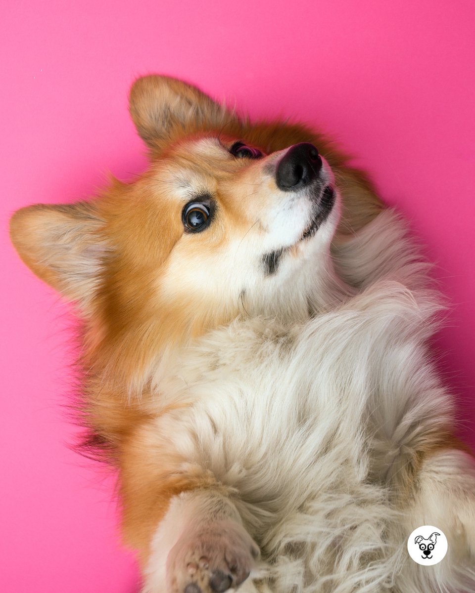 thesopawsome's tweet photo. My corgi's favorite game? 'Who can herd the humans?' And they're always the winner. 🏆
 #CorgiHerding #HerdingDog #CorgiGames #FunnyDogs #CorgiNation https://t.co/yHRDnVPaj9