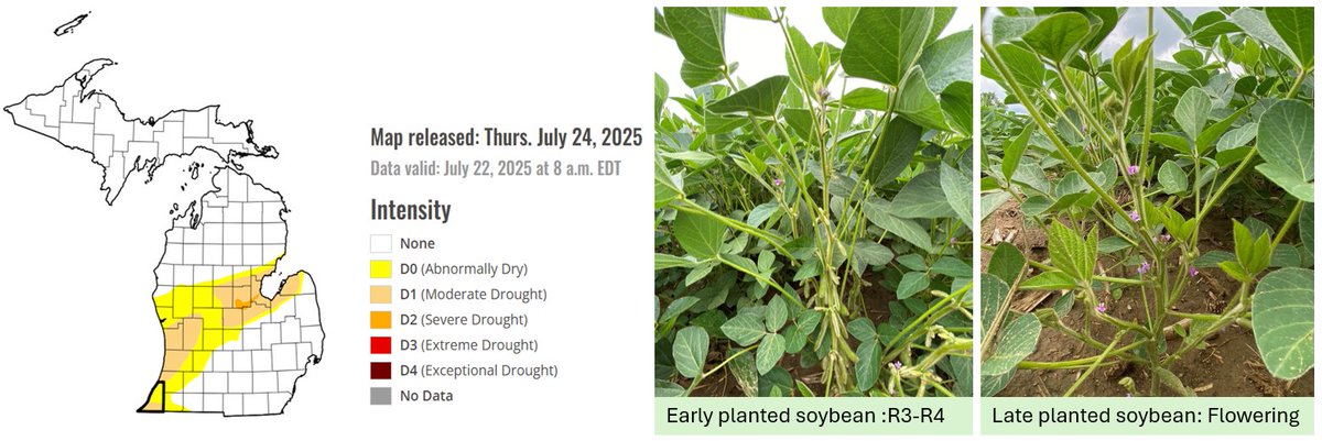 SoybeanScience1's tweet image. An #UpdateFromTheField from MI - some areas are under drought, and the impacts of water stress depend on growth stage. In MI, fields planted late April to Mid-May are setting pods and need a lot of water. Later planted fields are in early flowering and water demand has not peaked…
