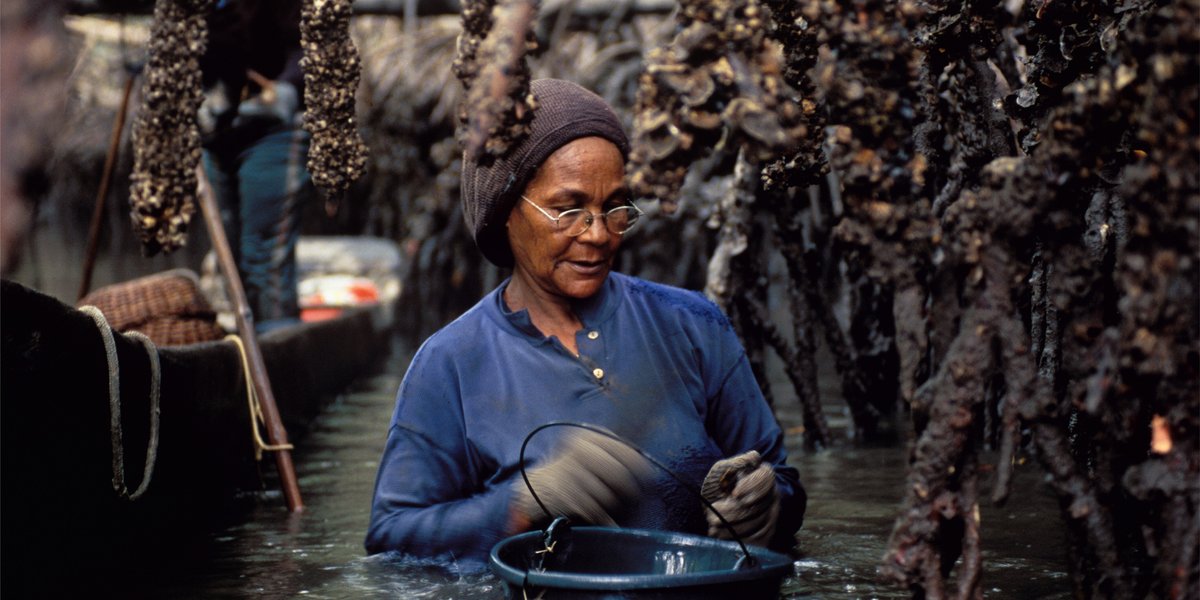 🦪 In Brazil’s coastal communities, women-led shellfish gleaning is vital for food security and cultural resilience. Unlike large corporate extractors, these community-led efforts sustain families, protect ecosystems, and uphold generations of traditional knowledge. Supporting