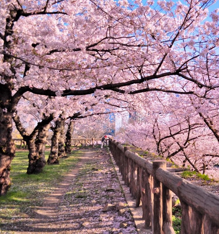 KDeAngelis16's tweet image. I’m traveling to Japan 🇯🇵 for 3 weeks in less than a month and will be stopping through Tokyo, Yokosuka, Okinawa, Osaka, Nara, & Kyoto 🗾
If anyone lives in Japan, is from Japan, or has traveled and had any recommendations or tips for me please drop them below or in my DMs! 🫶🏼