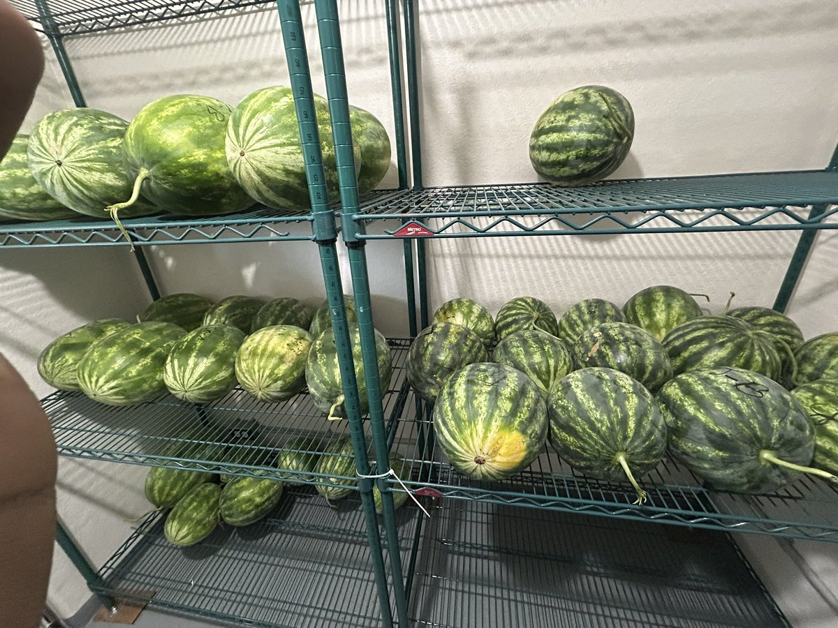 OfficialEbenQ's tweet image. Thanks to @KarinAlbornoz3 and the rest of the team, we had some fun 😁😁harvesting some watermelons today @ClemsonCAFLS. Now some cool scientific journey to the fresh-cut watermelon 🍉  has started!