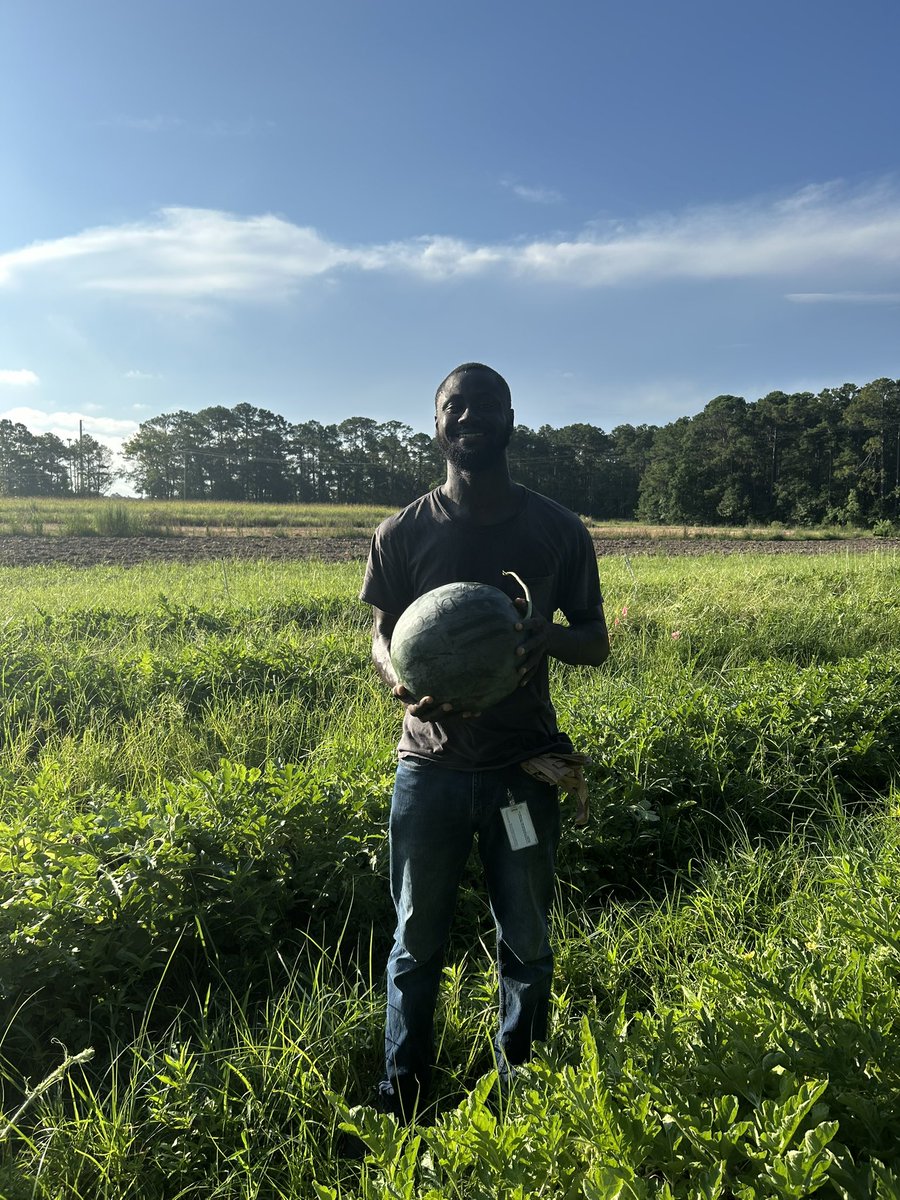 OfficialEbenQ's tweet image. Thanks to @KarinAlbornoz3 and the rest of the team, we had some fun 😁😁harvesting some watermelons today @ClemsonCAFLS. Now some cool scientific journey to the fresh-cut watermelon 🍉  has started!