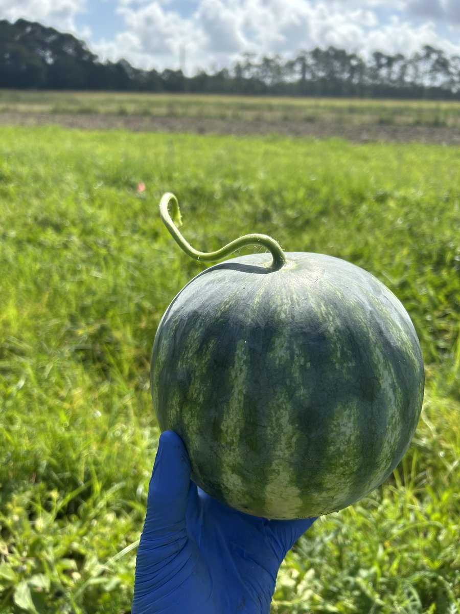 OfficialEbenQ's tweet image. Thanks to @KarinAlbornoz3 and the rest of the team, we had some fun 😁😁harvesting some watermelons today @ClemsonCAFLS. Now some cool scientific journey to the fresh-cut watermelon 🍉  has started!