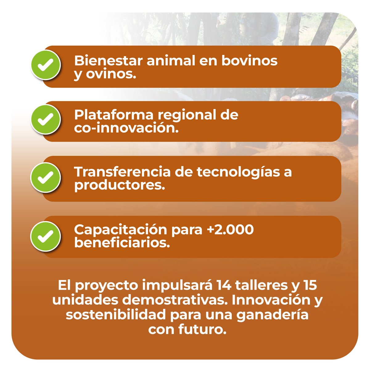 FONTAGRO (@fontagrolac) on Twitter photo 🌱🐄 Conoce más sobre este proyecto <a href="/FontagroLAC/">FONTAGRO</a> ejecutado por <a href="/argeninta/">Fundación ArgenINTA</a>, <a href="/intaargentina/">INTA</a> 🇦🇷, la <a href="/UAustraldeChile/">Universidad Austral de Chile</a> 🇨🇱 y <a href="/SomosAGROSAVIA/">AGROSAVIA</a> 🇨🇴 en: fontagro.org/new/proyectos/… 🌱🐄 Conoce más sobre este proyecto <a href="/FontagroLAC/">FONTAGRO</a> ejecutado por <a href="/argeninta/">Fundación ArgenINTA</a>, <a href="/intaargentina/">INTA</a> 🇦🇷, la <a href="/UAustraldeChile/">Universidad Austral de Chile</a> 🇨🇱 y <a href="/SomosAGROSAVIA/">AGROSAVIA</a> 🇨🇴 en: fontagro.org/new/proyectos/…