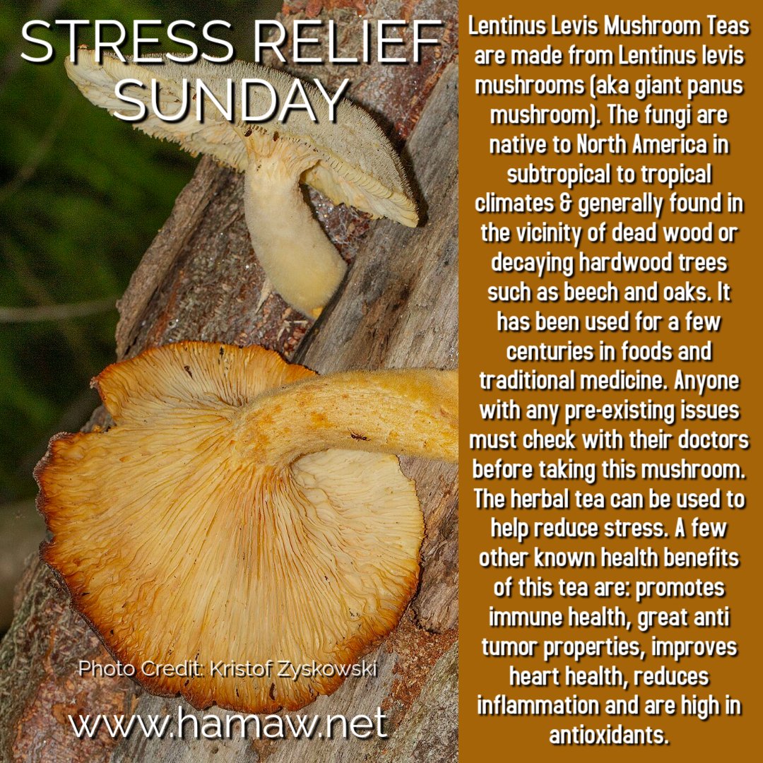 SFLHAMAW's tweet image. #StressReliefSunday #LentinusLevisMushroomTea #herbaltea #stressrelief #wellness #africanwarrior #therapy #healthyliving #africanmartialarts #martialarts #browardmartialarts #southfloridamartialarts #sflhamaw #hamaw #historicalafricanmartialartswellness #browardcounty