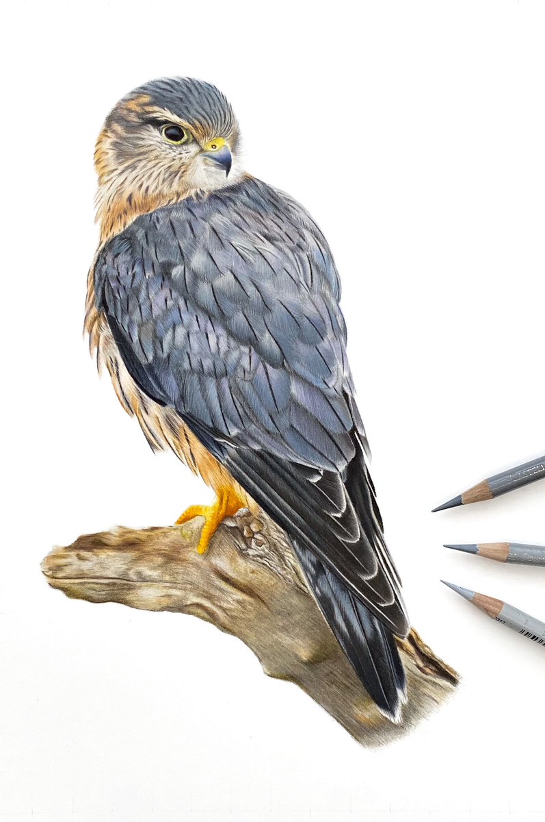 It’s been ages since I last drew a bird of prey - if hypothetically I was going to draw one soon… what would you like to see?

I loved creating this drawing of male Merlin as part of the <a href="/_BTO/">BTO</a> book “Into the Red” 📕 back in 2022. 

Reference photo: Michael Sanders
