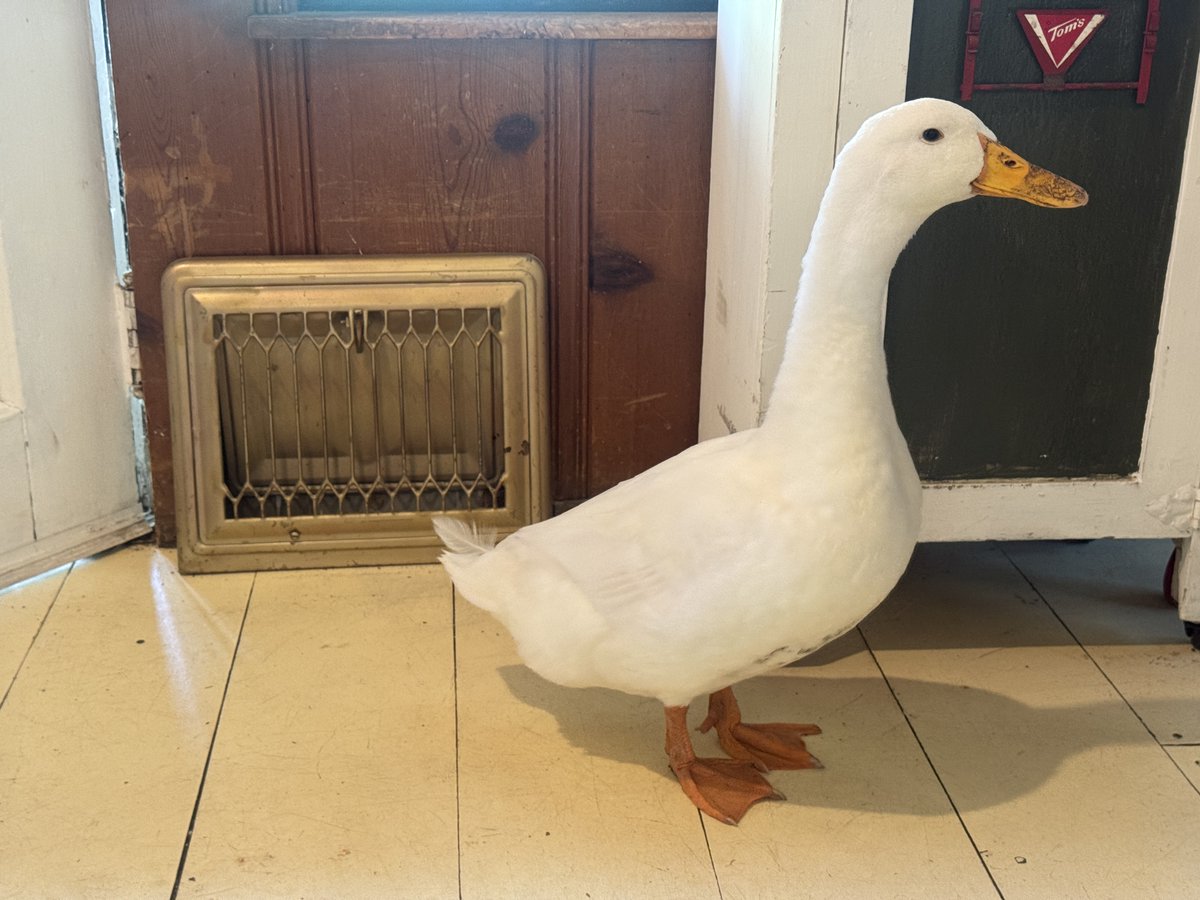 ChickenJoeSTL's tweet image. Fred is hot, he decided to come in and sit by the air conditioning vent