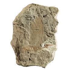 FDinosaurios's tweet image. Descubren al Mirasauria: reptil anterior a los dinosaurios que ya tenía cresta y "revoluciona la paleontología" (@La_SER)
Equipo internacional anuncia en @Nature q los 1os reptiles del período Triásico ya tenían estructuras únicas q crecían desde su piel
n9.cl/t3xiv