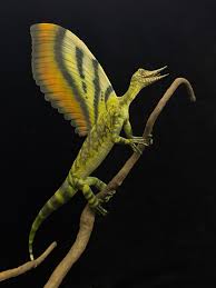 FDinosaurios's tweet image. Descubren al Mirasauria: reptil anterior a los dinosaurios que ya tenía cresta y "revoluciona la paleontología" (@La_SER)
Equipo internacional anuncia en @Nature q los 1os reptiles del período Triásico ya tenían estructuras únicas q crecían desde su piel
n9.cl/t3xiv