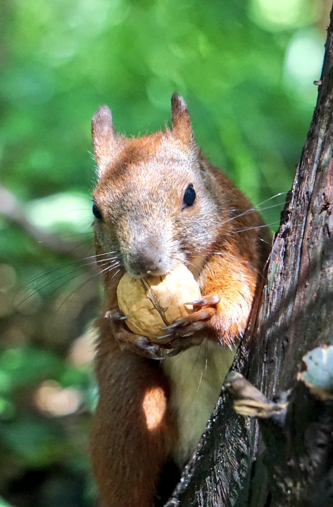 photogirl_marie's tweet photo. Schockverliebt #sqirrel #naturephotography https://t.co/qBbGOX1vjc