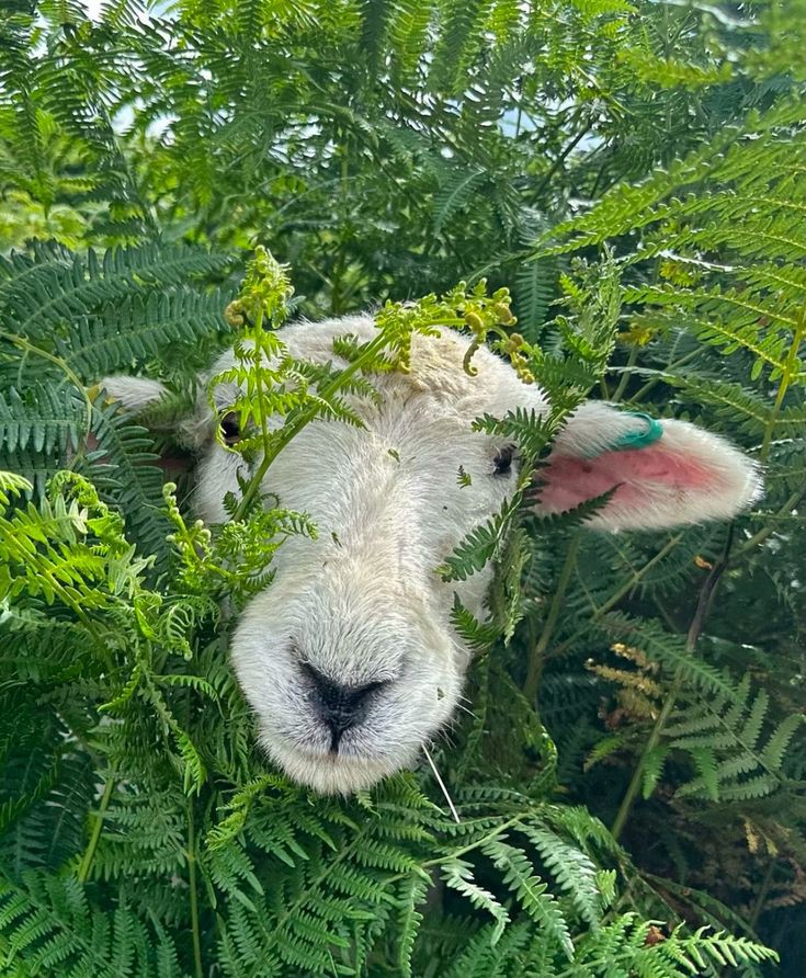 meeseboo's tweet image. Plant identification experts,
what?