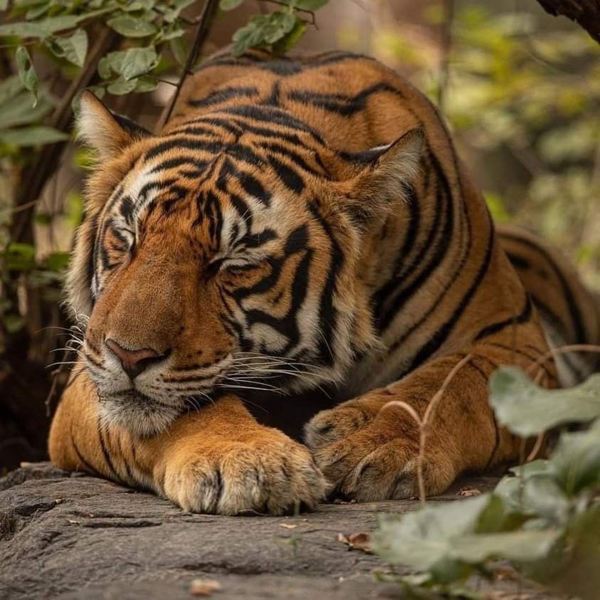 PannonianMantis's tweet image. The tiger hasn’t felt personal accomplishment since 2008