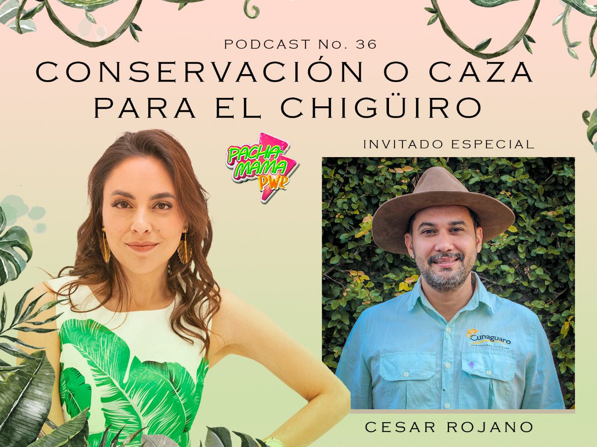 🌿🌿 Sonia Spitaletta 🌿🌿 (@sonilink) on Twitter photo Con César Rojano de <a href="/CunaguaroCo/">Cunaguaro Biodiversidad y Cultura</a>
estuvimos hablando sobre los chigüis, ¿Caza o no? Un tema polémico que sin duda que merece una mirada holística sobre su ecosistema. Ya disponible... open.spotify.com/episode/15sA0s… Con César Rojano de <a href="/CunaguaroCo/">Cunaguaro Biodiversidad y Cultura</a>
estuvimos hablando sobre los chigüis, ¿Caza o no? Un tema polémico que sin duda que merece una mirada holística sobre su ecosistema. Ya disponible... open.spotify.com/episode/15sA0s…