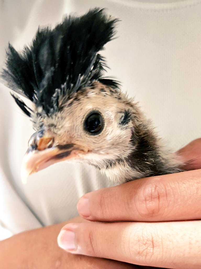 accoco1204's tweet image. ヒヨコ達は動きがますます激しくなってきて、確保しないと写真も撮れぬ…
モヒカンのポーちゃんは更にロックな頭になってきたし、トウマルのミツヲくんはいつもポーちゃん探してる🤭
そろそろプラケも卒業しないとね!